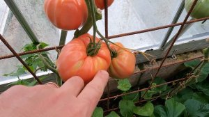 Review of 10 Italian heritage tomatoes | Fantastic tomatoes for flavour and yield