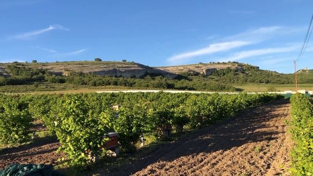 Фундук Трапезунд, Hazelnut orchard Crimea 2022 смотреть онлайн