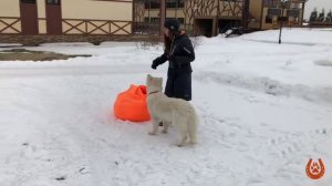 КАК НАУЧИТЬ СОБАКУ КОМАНДЕ «ОБОЙДИ»