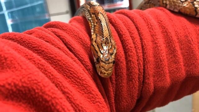 Нападение Змеи в Израиле или кушать подано. смотреть онлайн