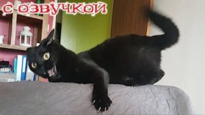 Приколы с котами С ОЗВУЧКОЙ Смешные коты и кошки Смешное видео с животными