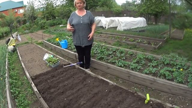 СВЁКЛА , ВЫСАДКА РАССАДЫ и посев семян ПРАВИЛЬНО. смотреть онлайн