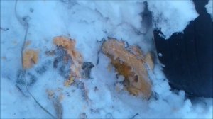 Как сохранить тыкву ?/тыква в январе/#тыква