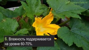Как вырастить кабачки в теплице – 10 советов