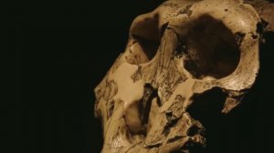 Вымершие виды Человека. Неудачные конкуренты Эволюции.