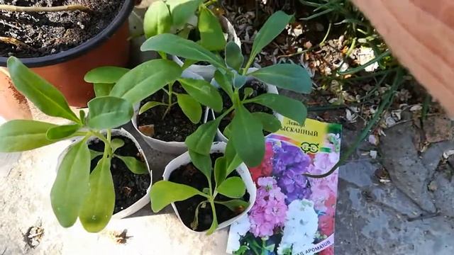 Левкой Изысканный прошлогодний зацвел. смотреть онлайн