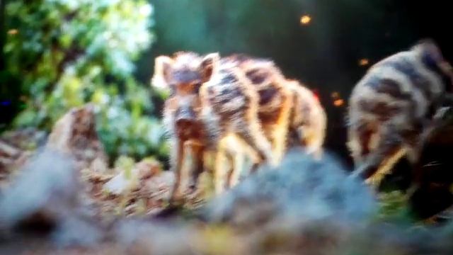 Зимняя сказка. Прогулка по Москве. МХАТ им.Горького. Фотовыставка. Тверской бульвар. смотреть онлайн