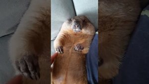 спит, как сурок#marmotbaybak#домашний сурок#cute animals