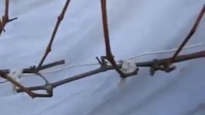 правильная обрезка винограда осенью