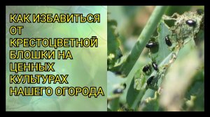 КАК ИЗБАВИТЬСЯ ОТ КРЕСТОЦВЕТНОЙ БЛОШКИ НА ЦЕННЫХ КУЛЬТУРАХ НАШЕГО ОГОРОДА