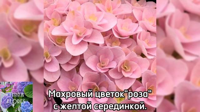 Гортензия крупнолистная "Флорентина" питомник гортензий