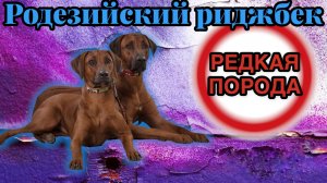 Родезийский риджбек