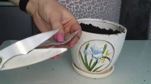 #ОГОРОД НА ПОДОКОННИКЕ Как вырастить салат дома
