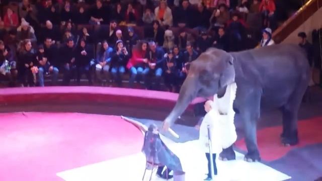 Цирк в баку 5 смотреть онлайн