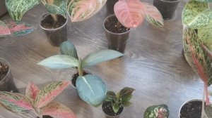 Видео 25. Обзор моих аглаонем