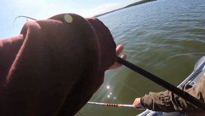 Ловля судака летом в стоячей воде.