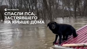 Спасли пса, застрявшего на крыше дома