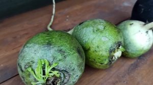 ПОСАДКА РЕДЬКИ 2023