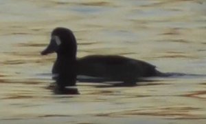 утка белые щеки, Чернеть Морская, Aythya marila, Птицы Новгородской области 13.10.2022