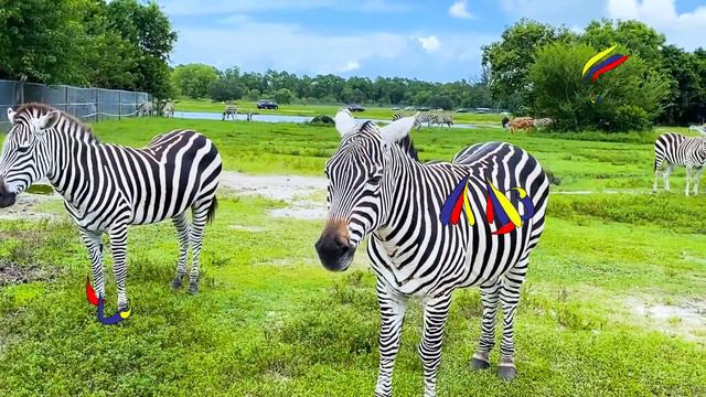 Диана и сестры отправились в Сафари - О диких животных для детей смотреть онлайн