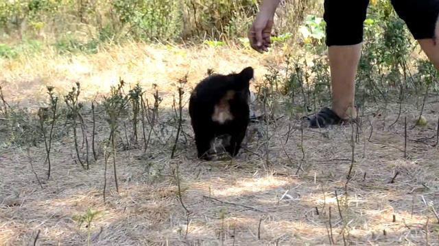 GOLDAWARD BASIMA, 6 weeks смотреть онлайн