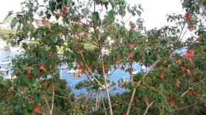 Omalanthus populifolius - Bleeding Heart - Queensland poplar HD 01