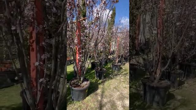 Los "Prunus pissardii" se adelantan a la primavera смотреть онлайн