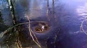 Воронка на речке!