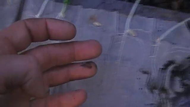 Как получить ранний урожай огурцов в теплице под агроволокном .