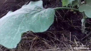 Болеют баклажаны?Как я вылечила баклажаны. Фузариозное,увядание баклажанов.