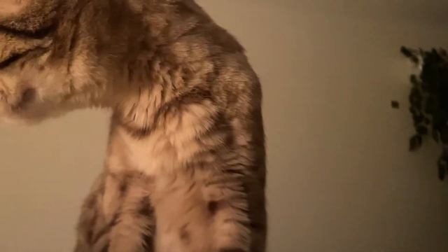 [МОИ ПИТОМЦЫ] Бенгальская Кошка Калипсо Будит Меня Рано Утром 😽