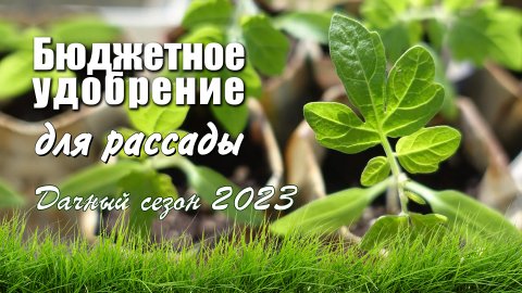 Бюджетное удобрение для рассады