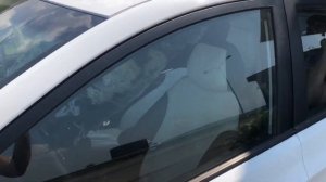 Гортензия метельчатая Фантом/ 6 лет Фантому/ Покупка и высадка/