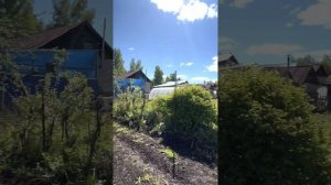 Разрушители мифов: колоновидные яблони