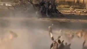 Лев против гиен гиеновидных собак Львиный прайд на охоте Тактика охоты львов Дикая Африка Хищники