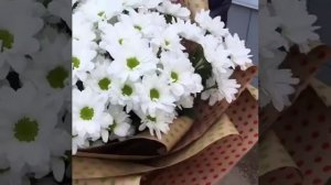 Хризантема Бакарди ? Chrysanthemum Bacardi