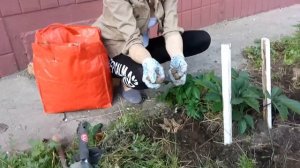 Сосновая шишка - идеальная мульча.