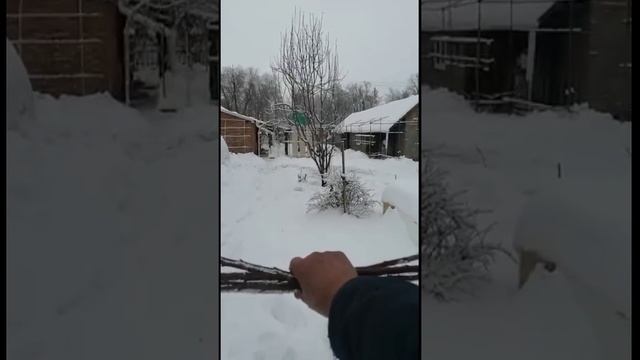 Садоводство по Железову. Опыт моих учеников и друзей. Серия 1.mp4
