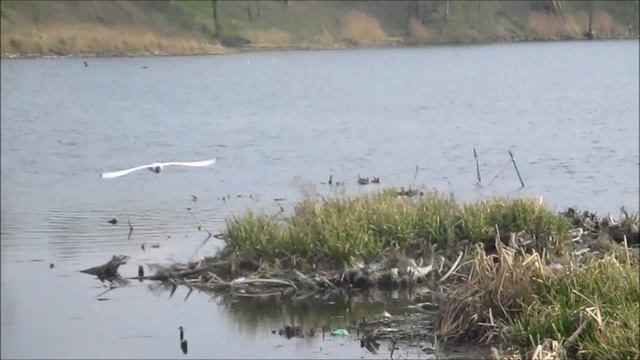 ЧАЙКА В ПОЛЁТЕ смотреть онлайн
