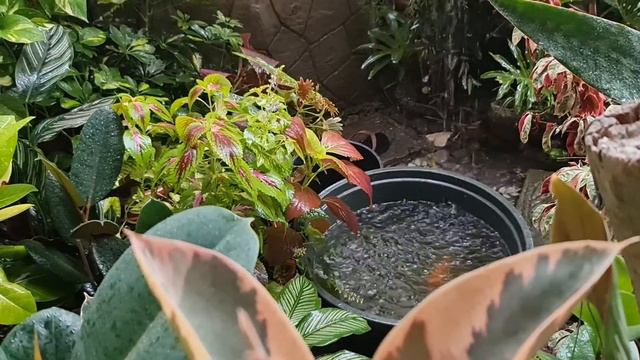 HOW WE CLEAN OUR KOI POND| IT's OVERDUE! PARA MAKITA ULIT ANG KANILANG GANDA! Mommy Vis Garden 🌻🌹🍀 смотреть онлайн