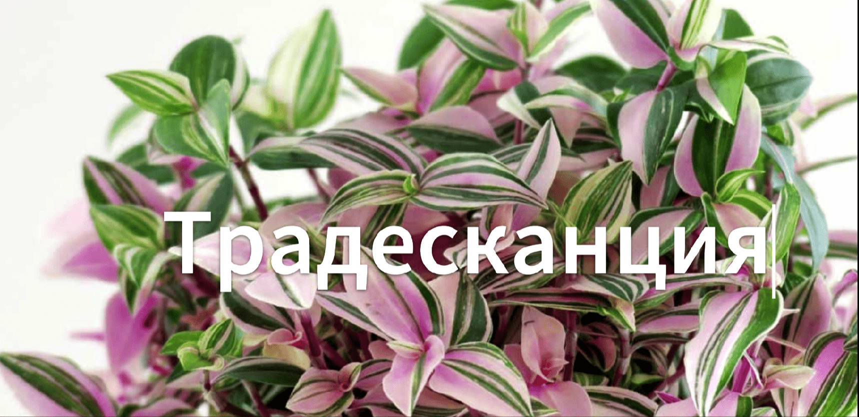 Как вырастить традесканцию. Как нарастить корни. Как посадить традесканцию.