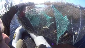 Ловля рыбы на китайскую раколовку.