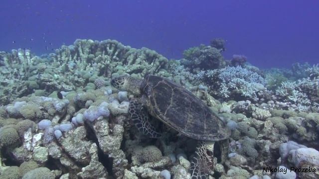 ЧЕРЕПАХА НА КРАСНОМ МОРЕ. ДАЙВИНГ. ЕГИПЕТ смотреть онлайн