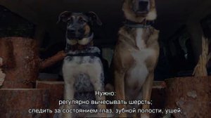 Дворняжка (собака): описание беспородных двортерьеров