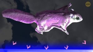 Гепарды — не самые быстрые животные в мире, рекорд принадлежит жуткому насекомому ?