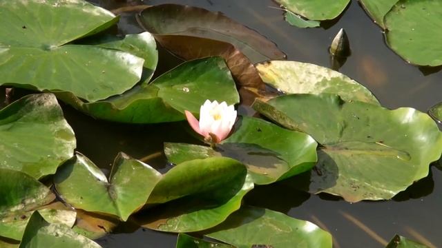 Latvijas daba. Ūdensrozes. (Nymphaeaceae) смотреть онлайн