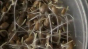 Какую пророщенную пшеницу уже не следует есть