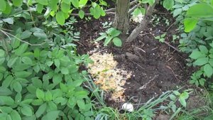 Для быстрого роста Груши в приствольный круг и надо лить кислые ЩИ.