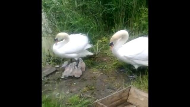 А БЕЛЫЙ ЛЕБЕДЬ НА ПРУДУ смотреть онлайн