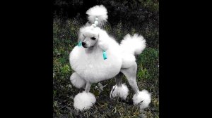 Топ 10 самых добрых и умных пород собак в мире